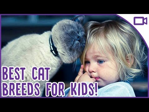 Best Cat Breeds for Kids - Child-Friendly Cat Breeds!