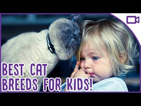 download lagu mp3 mp4 12 Best Cat Breeds For Seniors, download lagu 12 Best Cat Breeds For Seniors gratis, unduh video klip 12 Best Cat Breeds For Seniors