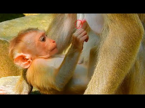 Is Lynx old enough to reduce breastfeeding from Luna? Lynx urge mom breastfeed coz he feel so hungry