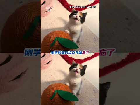 小咪：妈你等会，我又忘了。#小猫 #猫妈妈与猫宝宝 #可爱 #毛孩子 #万万没想到