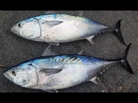 20210117 Mac Tuna @ GC Seaway 6.30am Incoming tide