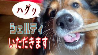 【シェルティ】いただきます【フランス田舎暮らし🇫🇷】#犬の散歩 #賢い犬 #犬のいる暮らし #シェルティ