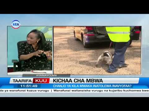 Kichaa Cha Mbwa: Ugonjwa huu umekuwa tishio nchini || Yanayojiri