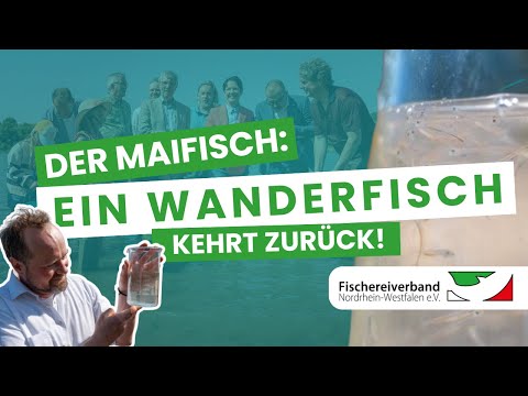 Der Maifisch: ein Wanderfisch kehrt zurück!