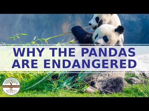 WHY THE PANDAS ARE ENDANGERED