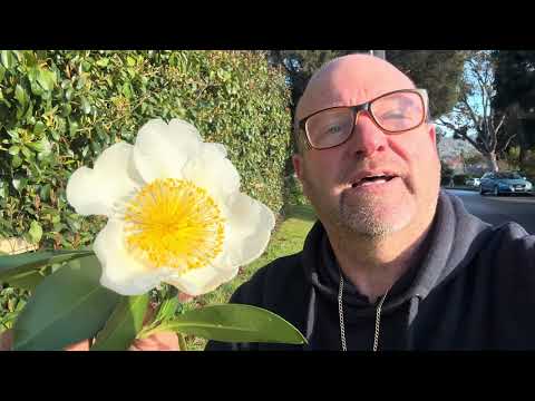 Gordonia yunnanensis Silk Screen ( syn ; Polyspora yunnanensis Silk Screen ) 