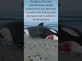 Killer whale getting extinct. #shorts #whale #killerwhales #orcas