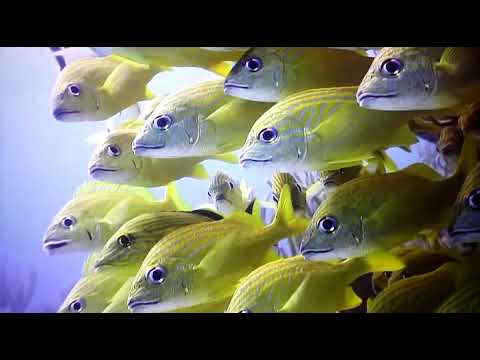 Ayahuasca Icaro de Guardians -Daniel