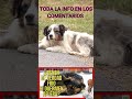 ☃️ ¿LOS PERROS TIENEN FRÍO SI DUERMEN AFUERA? ☃️ PASAN FRÍO EN INVIERNO