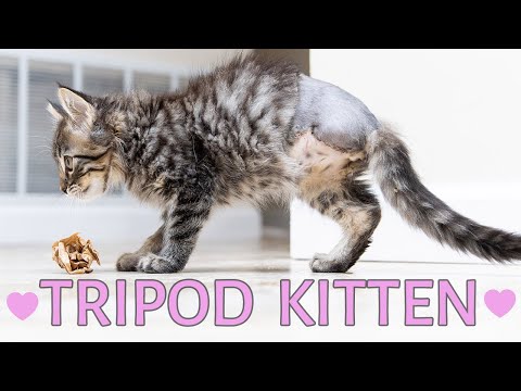 Helping a 3-Legged Kitten After Amputation Surgery