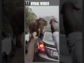 Close Encounter With Wild Elephant Padayappa In Munnar Then This Happened Viral Shorts
