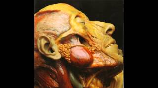 Lymphatic Phlegm - Show-off Cadavers - The Anatomy of Self Display FULL ALBUM (2007 - Goregrind)
