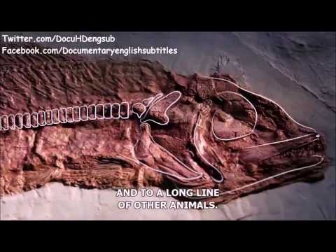 Your Inner Fish (Episode 1) - Your Inner Fish