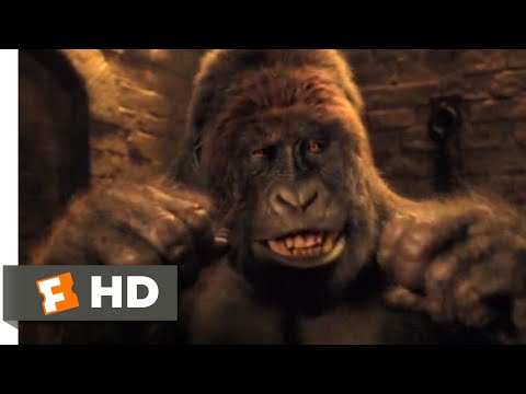 Dolittle (2020) - Gorilla vs. Tiger Scene (7/10) | Movieclips