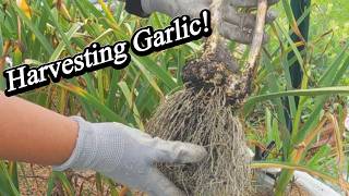 Harvesting Garlic: The Best Time to Pick