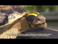 Реклама Билайн 2014 с черепахой - Черепаха на скейте 