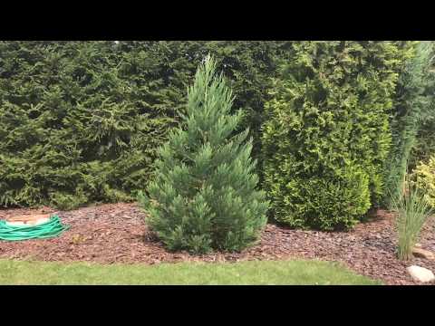 Giant Sequoia tree - 6years old - Home garden in Czech Republic
