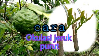 Download lagu Cara Okulasi jeruk Purut.Cepat Berbuah mp3