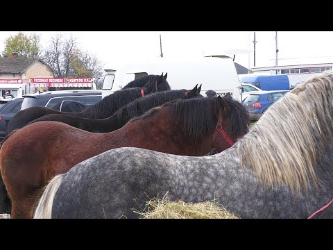 Anghel's Horses from Bulgăruș - Timiș