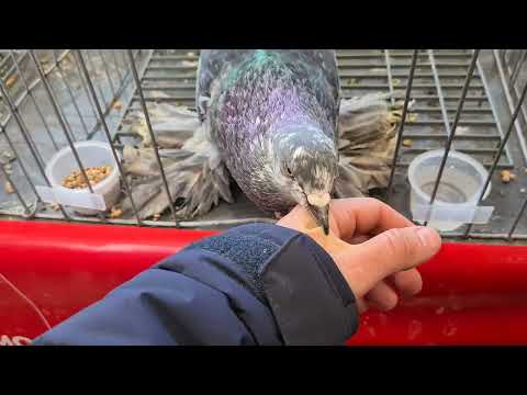 Country life 😲 I was attacked by a PITBULL at the Moldova Cup Exhibition 2026 - Todirești Suceava