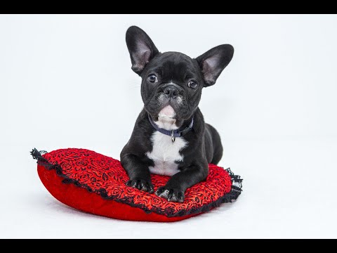 5 Resources to Help You Manage Pet Allowances