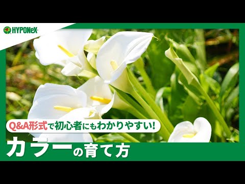 園芸 泥炭湿地の形成