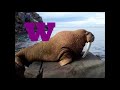 Animal Zoo ABC Song