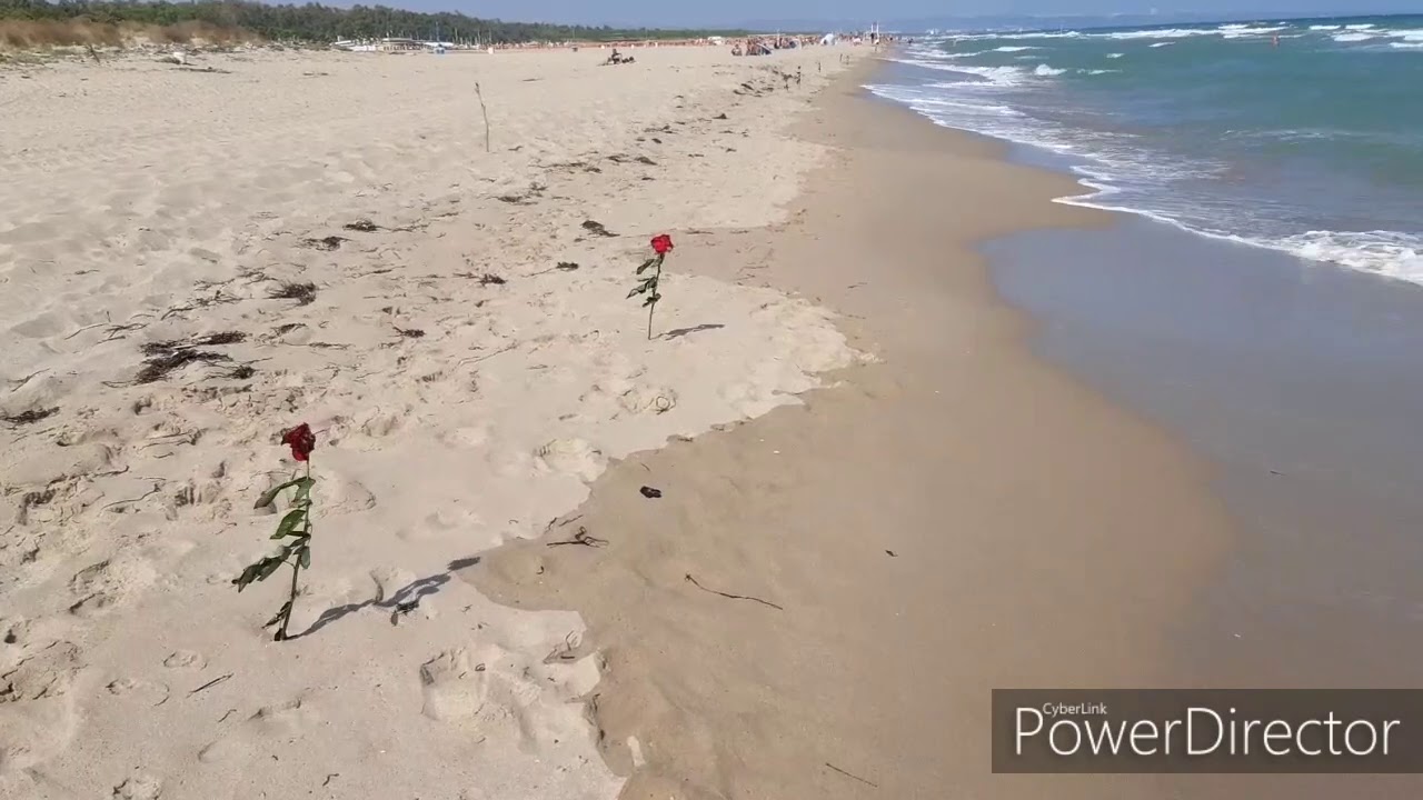 Percorso di rose sulla spiaggia di Petacciato