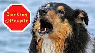 How to Stop a Dog from Barking at People During a Walk | Training Dogs that are Afraid of People