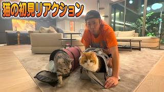 てつやの大豪邸にお引っ越し！猫たちは現実を受け止められるのか？