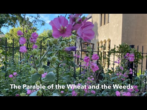 All Together Worship for the Parable The Wheat and the Weeds