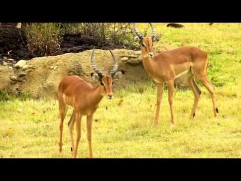 download lagu mp3 mp4 Impala Zoo, download lagu Impala Zoo gratis, unduh video klip Download Impala Zoo Mp3 dan Mp4 Full Gratis