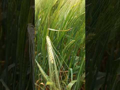 cultivo de trigo em Balsa Nova Paraná