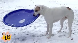 Dogs vs Sleds | The Best Cute, Funny Animal Videos Compilation #15 | AFV Pets