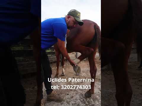 El CABALO Grano de ORO.  CABALLADA LA 15 EN TOLUVIEJO SUCRE COLOMBIA