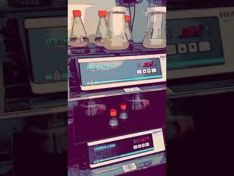 細胞培養ｘAi Takekawa - Mammalian cell culture and Ai Takekawa in sync at 130 rpm