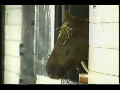 Rick's Natural Star Breeders' Cup 1997  - Being saved!