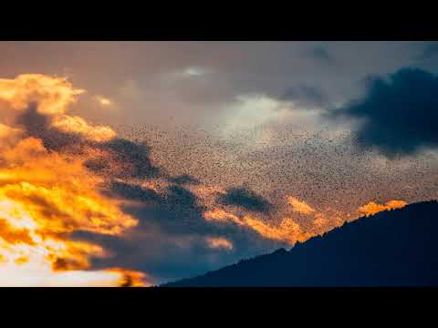 Soulmade (AR) & Dimel De Silva: Ascendancy (Original Mix)