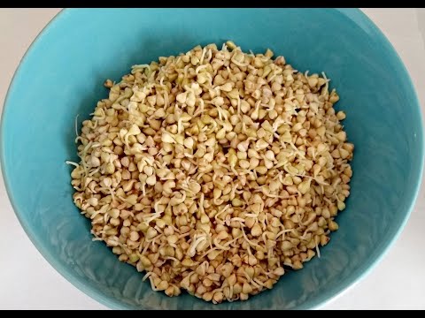 Anleitung für Buchweizensprossen