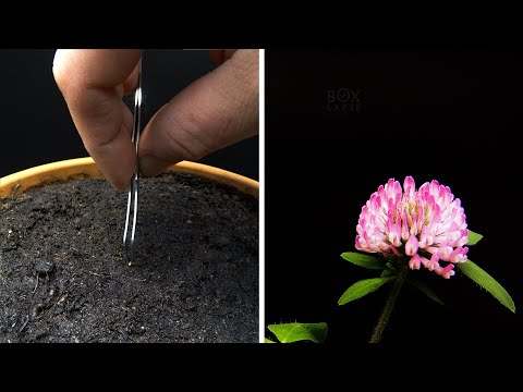 Growing Red Clover Time Lapse - Seed To Flower in 41 Days