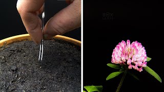 Growing Red Clover Time Lapse - Seed To Flower in 41 Days