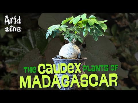 The bizarre plants of Madagascar: the caudex plants
