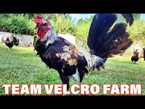 Beautiful Black Birds Team Velcro - Velcro Farm Hawaii | Farm Visit