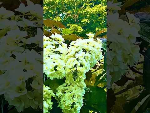  10 個の春の野の花と写真: 特性、象徴性、興味深い事実  庭園