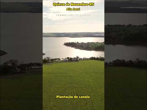 Plantação de canola em Quinze de Novembro-RS no Alto Jacuí #riojacui #ibiruba #agro #interiorgaucho