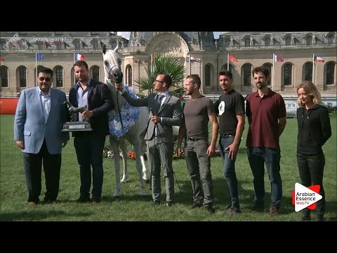 SILVER - N.71 AJA ANGELO - Chantilly 2016 World Cup - Stallions Championship (Class 16)