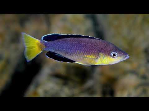 Cyprichromis leptosoma Chaitika