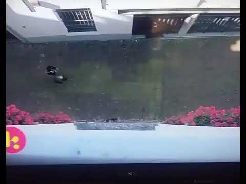 Ghost Rockers seizoen 4 ━ SPOILER!!