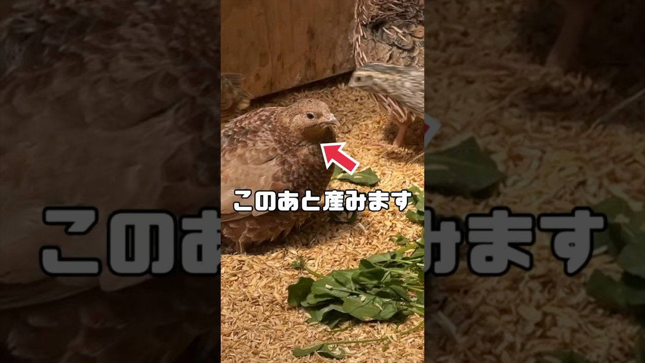 【産卵】孵化させたうずずらが卵を産みました！　#うずら　#孵化