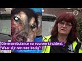 Dood hondje door vuurwerk maakt veel los: 'Waar zijn we mee bezig?'